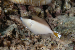 Sufflamen chrysopterum