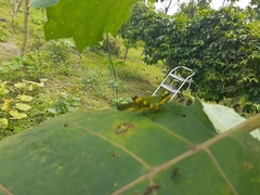 Chromacris psittacus pacificus