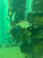 Parequula melbournensis