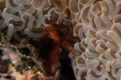 Achaeus japonicus