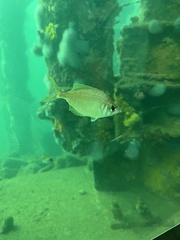 Parequula melbournensis