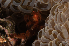 Achaeus japonicus