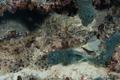 Cymbacephalus beauforti