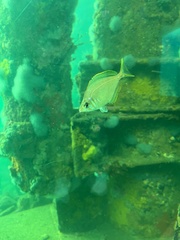 Parequula melbournensis