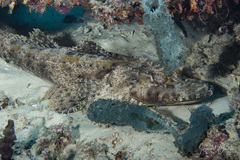 Cymbacephalus beauforti