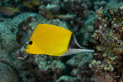 Forcipiger flavissimus