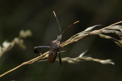 Leptoglossus concaviusculus