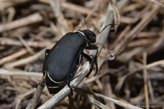 Epicauta vidua