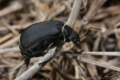 Epicauta vidua
