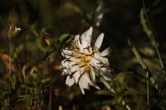 Hypochaeris incana