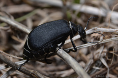 Epicauta vidua