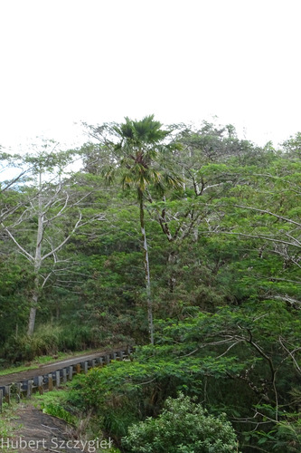 Saribus rotundifolius observed 2022-12-17