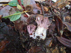 Ramaria violaceibrunnea