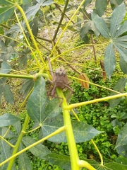 Tropidacris cristata
