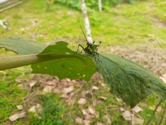 Chromacris psittacus pacificus