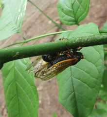 Magicicada cassinii