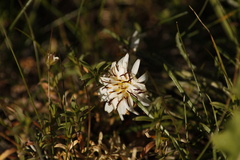 Hypochaeris incana