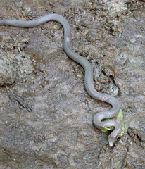 Diadophis punctatus punctatus