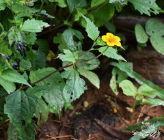 Sclerocarpus divaricatus