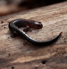 Plethodon serratus