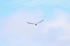 Onychoprion anaethetus