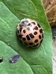 Henosepilachna vigintisexpunctata