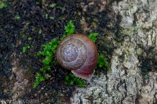 Bradybaena similaris observed 2022-12-17