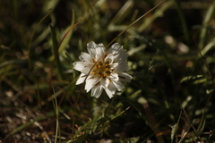 Hypochaeris incana