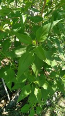 Austroeupatorium inulifolium