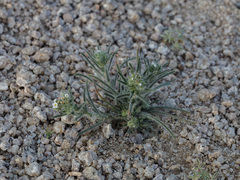 Johnstonella angustifolia