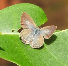 Catopyrops florinda