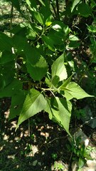 Austroeupatorium inulifolium