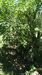 Austroeupatorium inulifolium