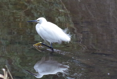 Egretta garzetta