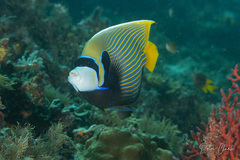 Pomacanthus imperator