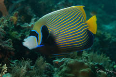 Pomacanthus imperator