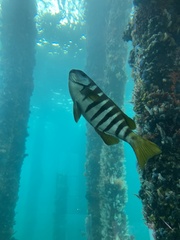 Girella zebra