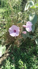 Ipomoea hieronymi