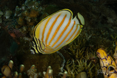 Chaetodon ornatissimus