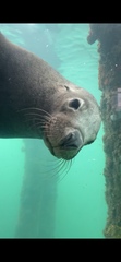 Australian Sea Lion photo 2