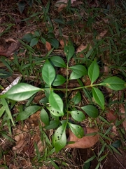Pandorea jasminoides