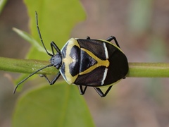 Commius elegans