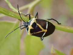 Commius elegans