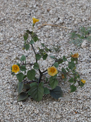 Physalis crassifolia