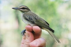 Vireo altiloquus