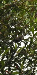 Myzomela obscura