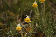 Senecio magellanicus