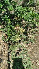 Oxypetalum arnottianum
