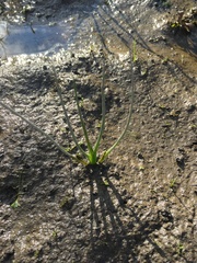 Triglochin scilloides
