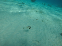 Lactophrys triqueter